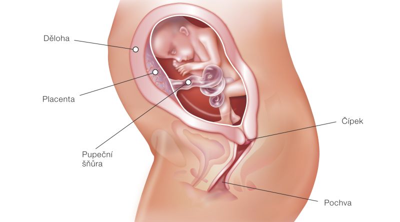 Fotografie (24. týždeň tehotenstva: Vývoj plodu a tehotenské zmeny)